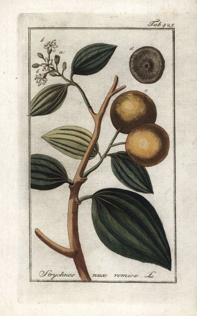 Vomiker (Strychnis nux-vomica). Litográfia Johannes Zorn (1739-1799) "Afbeelding der Artseny-Gewassen" című művéből, Hollandia. alkotó: Unbekannter Künstler