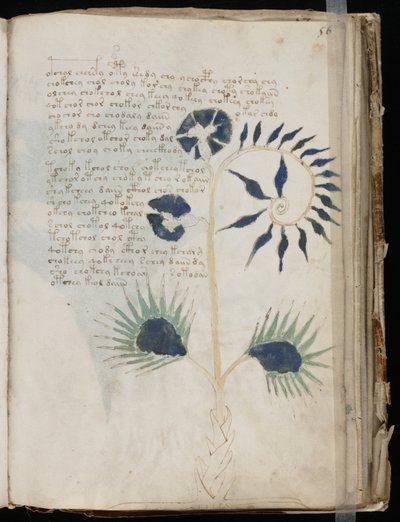 Voynich kéziratos fólió 56r, 1500 körül (tinta pergamenre) alkotó: Unbekannt