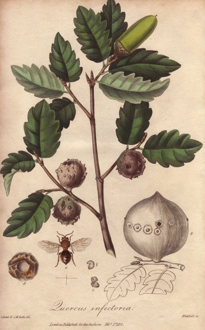 Wales Oak (Quercus infectoria) - Erős víz William Clarke által, John Stephenson és James Morss Churchill "Medical Botanical, Description of the Medicinal Plants of London, Edinburgh and Dublin" című művének illusztrálására, amelyet John Churchill Londonban alkotó: Unbekannter Künstler