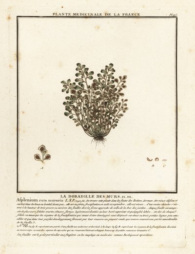 Wall-rue, Asplenium ruta-maria. alkotó: Unbekannter Künstler