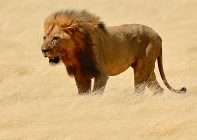 Warrior, Etosha, 2018 (fotó) alkotó: Unbekannter Künstler