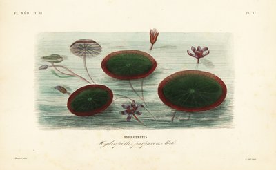 Vízpajzs, Brasenia schreberi, Hydropeltis purpurea, Hydropeltis alkotó: Unbekannt