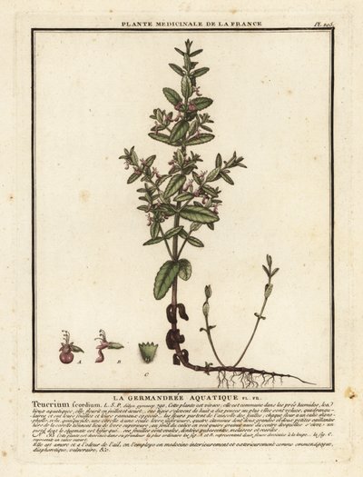 Vízi germander, Teucrium scordium. alkotó: Unbekannter Künstler