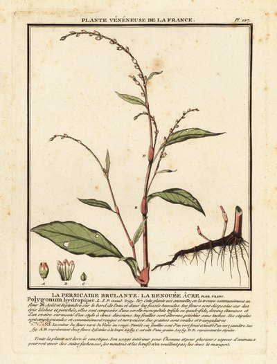 Vízipaprika, Persicaria hydropiper. alkotó: Unbekannter Künstler