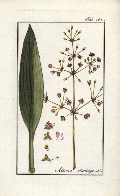 Vízitök (Alisma plantago-aquatica). Litográfia Johannes Zorn (1739-1799) "Afbeelding der Artseny-Gewassen" (Gyógynövény-herbárium) című művéből, Hollandia. alkotó: Unbekannter Künstler