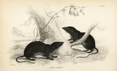 Vízi cickány, Neomys fodiens (Sorex remifer, Sorex fodiens). Lizars kézzel színezett acélmetszete James Stewart illusztrációja után, William Jardine