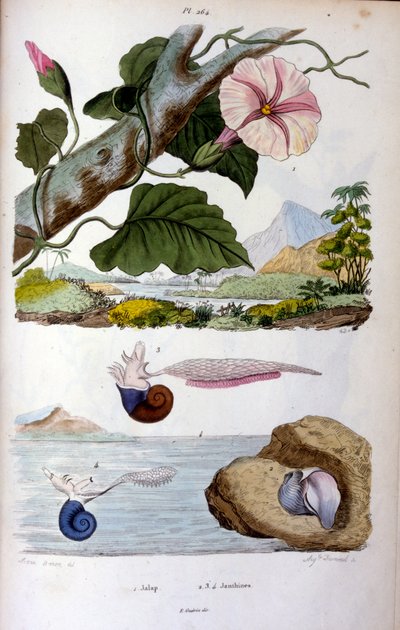 Vízicsiga; F. E. Guérin botanikai és zoológiai illusztrációja. A Dictionnaire pittoresque d