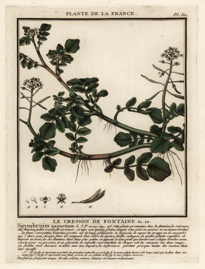 Vízitorma, Nasturtium officinale. alkotó: Unbekannter Künstler