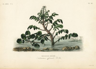 Vízitorma vagy sárgatorma, Nasturtium officinale, Cresson de fontaine alkotó: Unbekannt