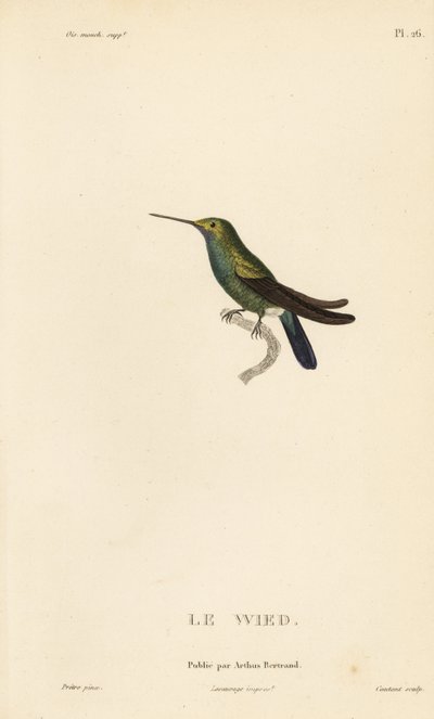 Wed- vagy Neuwied-kolibri, Trochilus cyanogenys vagy Ornismya wiedii. Coutant kézzel színezett acélmetszete Jean-Gabriel Pretre illusztrációja után Rene Primevere Lesson: A kolibri nemzetség természetrajza című művéből. alkotó: Unbekannter Künstler