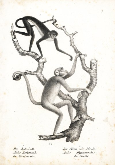Fehérhasú pókmajom, Ateles belzebuth (veszélyeztetett), és északi muriqui, Brachyteles hypoxanthus (Ateles hypoxanthus), kritikusan veszélyeztetett. Karl Joseph Brodtmann litográfiája Heinrich Rudolf Schinz Illustrated Natural History of Animals című művéb alkotó: Unbekannter Künstler