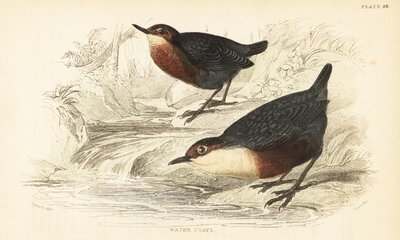 Fehértorkú kancsal vagy vízi ouzel, Cinclus cinclus.1889 (metszet) alkotó: Unbekannter Künstler
