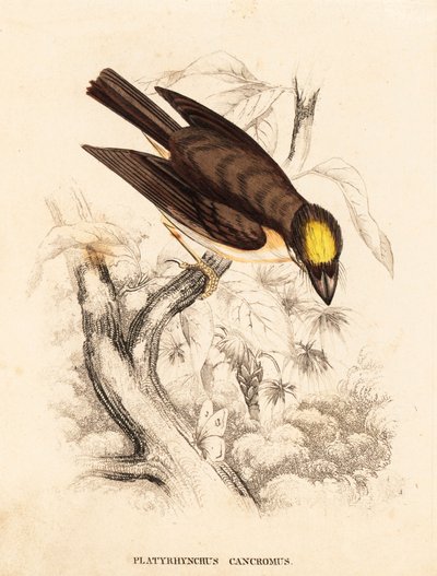 Fehér-torkú laposcsőrű, Platyrinchus mystaceus (Sárga-csőrű laposcsőrű, Platyrhynchus cancromus). Kézzel színezett acélmetszet Georg Friedrich Treitschke Természettudományi Galériájából, Naturhistorischer Bildersaal des Thierreiches, Liepzig. alkotó: Unbekannter Künstler