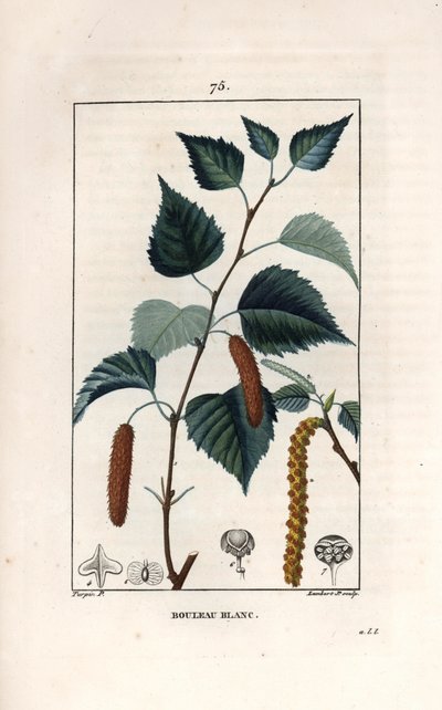 Fehér nyírfa vagy szemölcsös nyírfa - Lambert fils metszete, Pierre Jean Francois Turpin (1775-1840) rajza után, a La flore medicale, de Chaumeton, Poiret et Chamberet, Paris 1830-ból - Ezüstnyírfa, Betula pendula, levéllel, katicával és maggal - Eng. alkotó: Unbekannter Künstler