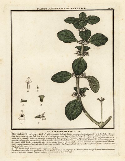 Fehér horehound, Marrubium vulgare. alkotó: Unbekannter Künstler