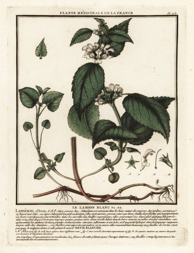 Fehér csalán, Lamium album. alkotó: Unbekannter Künstler