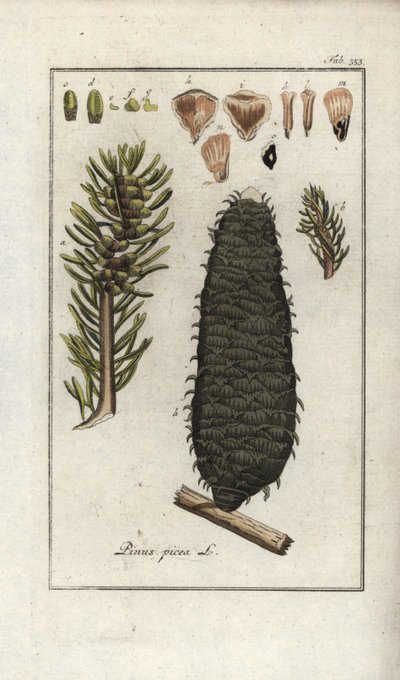 Fehér vagy pektin vagy Vogéziai fenyő (Abies alba). Litográfia Johannes Zorn (1739-1799) "Afbeelding der Artseny-Gewassen" című művéből, Hollandia. alkotó: Unbekannter Künstler