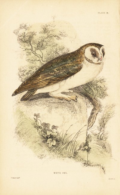 Fehér bagoly vagy gyöngybagoly, Tyto alba, sziklán ülve. 1889 (metszet) alkotó: Unbekannter Künstler