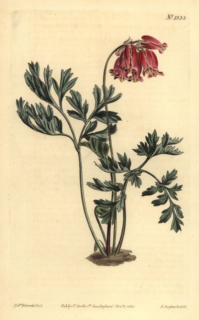 Vadon vérző szív, Dicentra formosa alkotó: Unbekannt