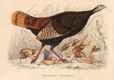 Vadpulyka, Meleagris gallopavo, tyúk fiókákkal. Kézzel színezett litográfia Georg Friedrich Treitschke Természettudományi Galériájából, Naturhistorischer Bildersaal des Thierreiches, Liepzig. alkotó: Unbekannter Künstler