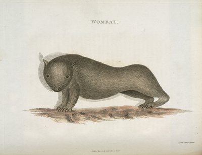 Wombat, Australien, ca. 1798 von Unbekannt