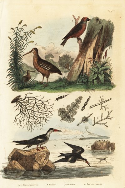 erdei kakas, Scolopax rusticola, vörös keresztcsőrű, Loxia curvirostra és fekete szkimmer, Rynchops niger alkotó: Unbekannt