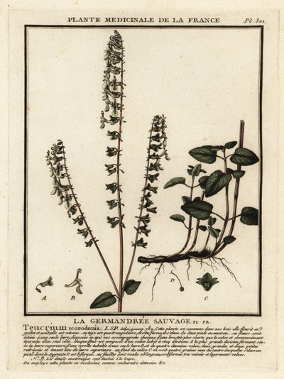 Erdei germander, Teucrium scorodonia. alkotó: Unbekannter Künstler