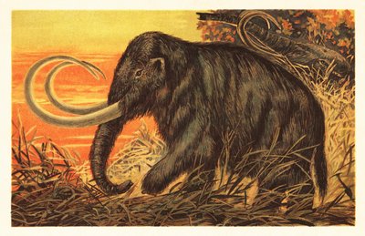 Gyapjas mamut, Mammuthus primigenius.1908 (litográfia) alkotó: Unbekannter Künstler