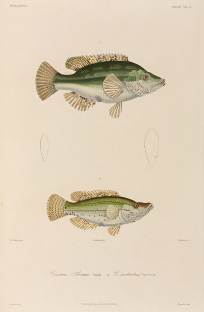 Wrasses, Fekete-tenger alkotó: Unbekannter Künstler