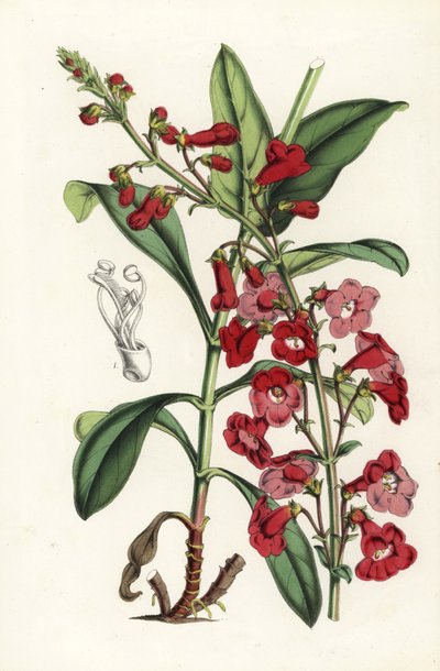 Wright szakállnyelv, Penstemon wrightii (Pentstemon wrightii). Kézzel színezett litográfia Louis van Houtte és Charles Lemaire: Flowers of the Gardens and Hothouses of Europe, Flore des Serres et des Jardins de l