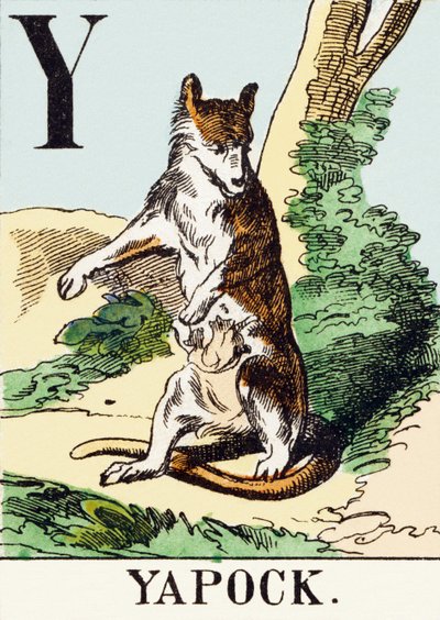 Y: Yapock – A vadászábécé, 1890 körül (metszet) alkotó: Unbekannt