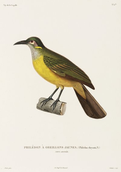 Sárgaarcú Philedon, Új-Guinea alkotó: Unbekannter Künstler
