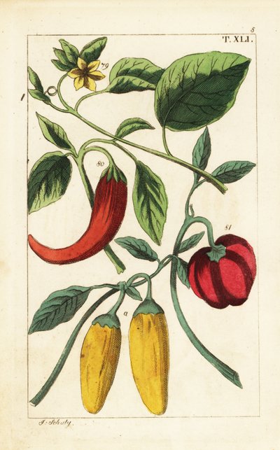Sárga és piros kaliforniai paprika, Capsicum annuum. alkotó: Unbekannter Künstler