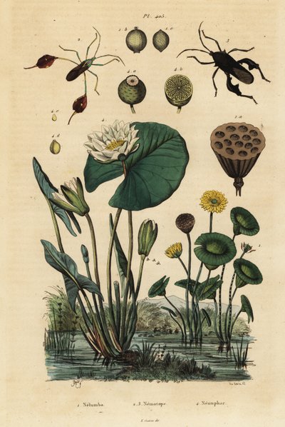 Sárga lótusz, Nelumbo lutea 1, levéllábú poloskák, Anisoscelis foliaceus 2 és Anoplocnemis curvipes 3, valamint fehér tündérrózsa, Nymphaea alba 4 alkotó: Unbekannt