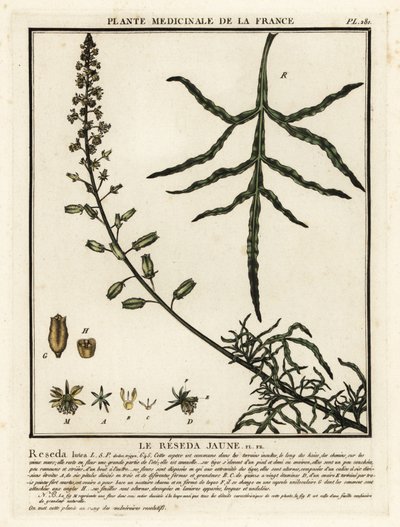 Sárga mignonette, Reseda lutea. alkotó: Unbekannter Künstler