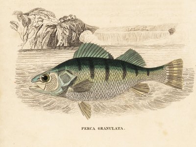 Sárga sügér, Perca flavescens (granulált sügér, Perca granulata). Kézzel színezett acélmetszet Georg Friedrich Treitschke természetrajzi galériájából, Naturhistorischer Bildersaal des Thierreiches, Liepzig-1842. alkotó: Unbekannter Künstler