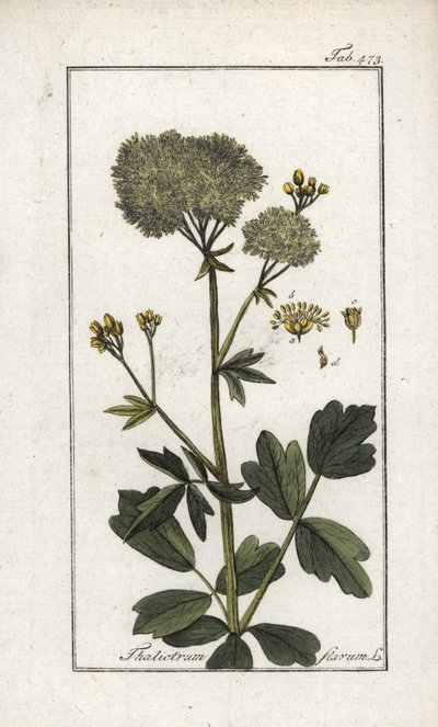 Sárga pigamon (Thalictrum flavum). Litográfia Johannes Zorn (1739-1799) "Afbeelding der Artseny-Gewassen" című művéből, Hollandia. alkotó: Unbekannter Künstler