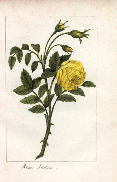 Sárga rózsaszín, sárga rózsaszín, Rosa lutea. Kézi rézmetszet Prudhomme kisasszony illusztrációjáról, "Hommage rendu a la Rose", Párizs, 1815 körül. Ajándékkönyv a rózsa történetével és egy tucat botanikai miniatúrával. alkotó: Unbekannter Künstler