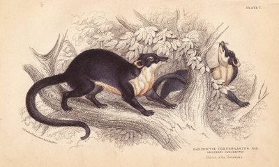 Sárga torkú márna, Martes flavigula (Galidictis chrysogastes). Lizars kézzel színezett acélmetszete Charles Hamilton Smith illusztrációja után, R. G. Watkin vázlata alapján, William Jardine