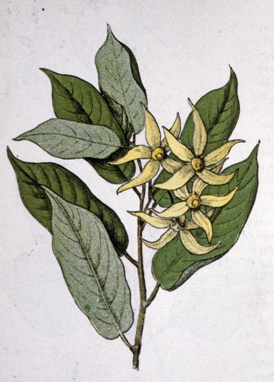 Ylang Ylang, 20. század eleje (metszet) alkotó: Unbekannter Künstler