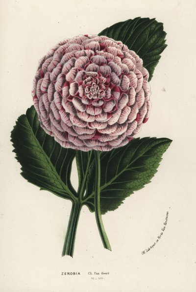 Zenobia dália hibrid, Dahlia coccinea. Kézzel színezett litográfia Louis van Houtte és Charles Lemaire: Flowers of the Gardens and Hothouses of Europe, Flore des Serres et des Jardins de l