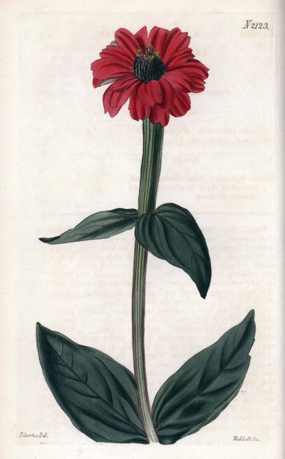 A zinnia piros virágú. Rézmetszet, John Curtis főszereplésével és Weddell sírjával, megjelent a "Curtis Botanical Magazine"-ban. alkotó: Unbekannter Künstler