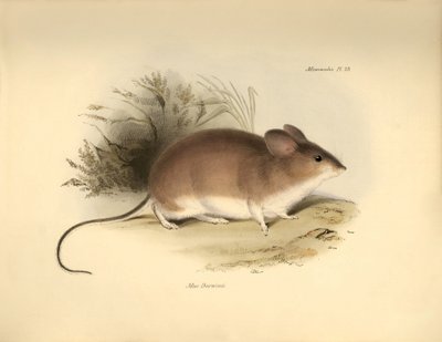 Állattan: Darwin "Mud Darwinii" vagy egér, amelyet Charles Darwin a Beagle fedélzetén tett felfedezőútja során írt le. Tábla a "The Zoology of the voyage of the H.M.S. Beagle under the command of Captain Fitzroy during the years 1832 to 1836 edited and sup alkotó: Unbekannter Künstler