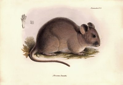 Állattan: A "Abrocoma Bennettii" vagy csincsilla Bennett, amelyet Charles Darwin írt le a Beagle fedélzetén tett felfedezőútja során. Tábla a "The Zoology of the voyage of the H.M.S. Beagle under the command of Captain Fitzroy during the years 1832 to 1836 alkotó: Unbekannter Künstler