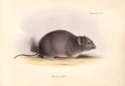 Állattan: Charles Darwin által a Beagle fedélzetén tett felfedezőútja során leírt "Arocoma Cuvieri" vagy Abocoma de Cuvier. Tábla a "The Zoology of the voyage of the H.M.S. Beagle under the command of Captain Fitzroy during the years 1832 to 1836 edit" cím alkotó: Unbekannter Künstler