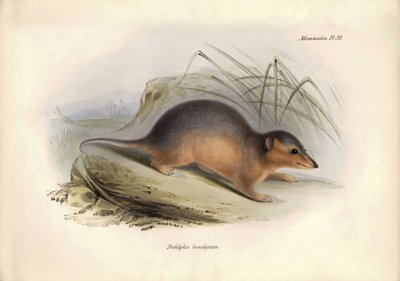 Állattan: Charles Darwin által a Beagle fedélzetén tett felfedezőútja során leírt "Didelphis brachiura", az oposszumfélék családjába tartozó faj. Tábla a "The Zoology of the voyage of the H.M.S. Beagle under the command of Captain Fitzroy during the years  alkotó: Unbekannter Künstler