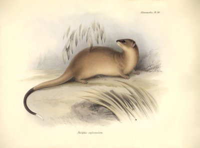 Állattan: Charles Darwin által a Beagle fedélzetén tett felfedezőútja során leírt "Didelphis crassicaudata" az oposszumfélék családjába tartozik. Tábla a "The Zoology of the voyage of the H.M.S. Beagle under the command of Captain Fitzroy during the years  alkotó: Unbekannter Künstler