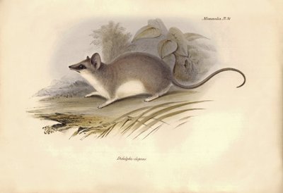 Állattan: Charles Darwin által a Beagle fedélzetén tett felfedezőútja során leírt "Didelphis elegans" az oposszumfélék családjába tartozik. Tábla a "The Zoology of the voyage of the H.M.S. Beagle under the command of Captain Fitzroy during the years 1832 t alkotó: Unbekannter Künstler