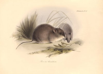 Állattan: A "Reithrodon Chinchilloides" vagy patagóniai csincsilla, amelyet Charles Darwin írt le a Beagle fedélzetén tett felfedezőútja során. Tábla a "The Zoology of the voyage of the H.M.S. Beagle under the command of Captain Fitzroy during the years 1 alkotó: Unbekannter Künstler