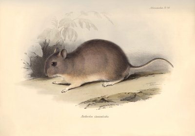 Állattan: A "Reithrodon Cuniculoides" vagy rágcsáló, amelyet Charles Darwin írt le a Beagle fedélzetén tett felfedezőútja során. Tábla a "The Zoology of the voyage of the H.M.S. Beagle under the command of Captain Fitzroy during the years 1832 to 1836" cím alkotó: Unbekannter Künstler